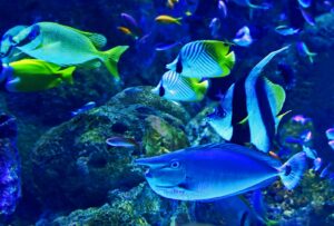 la santé des poissons d'aquarium